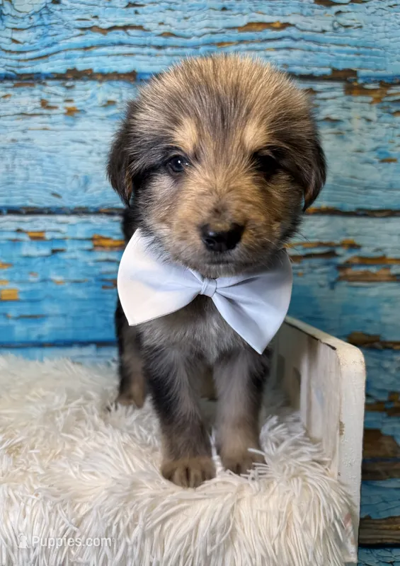 Silas – Shepadoodle puppy for sale in Concord, NC