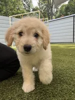Rosalind, a female Miniature Bernedoodle for sale in Concord, NC – 2 of 9
