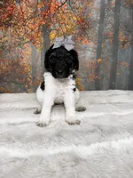 Brinn, a female Poodle - Standard  for sale in Concord, NC – 1 of 3