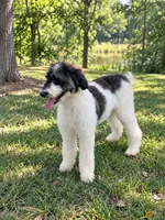 Reba, a female Miniature Bernedoodle for sale in Concord, NC – 9 of 9
