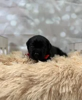 Moses, a male Labrador Retriever for sale in Concord, NC – 2 of 3