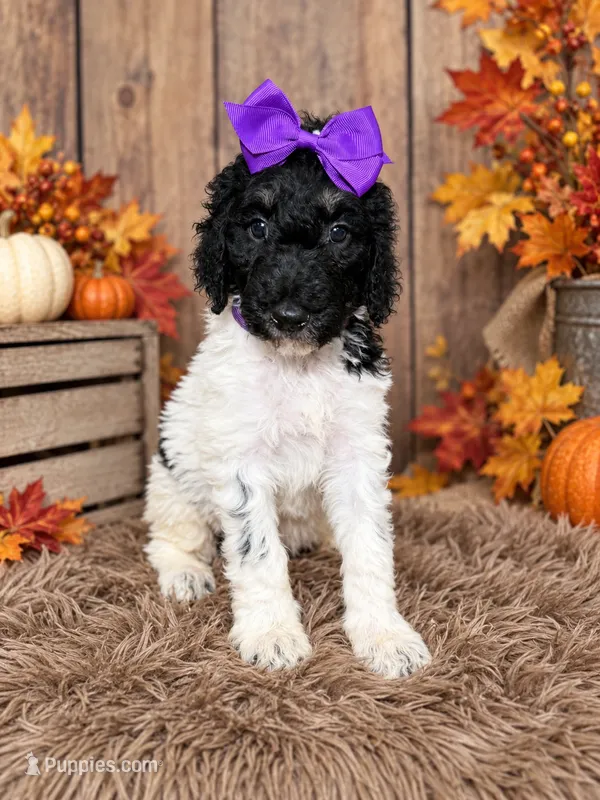 Briella – Poodle - Standard  puppy for sale in Concord, NC
