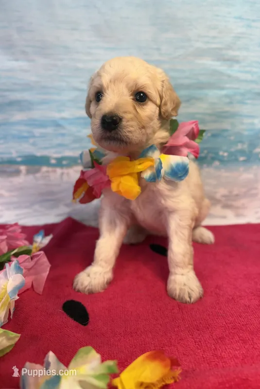 Rosalind – Miniature Bernedoodle puppy for sale in Concord, NC