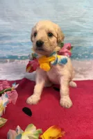 Rosalind, a female Miniature Bernedoodle for sale in Concord, NC – 4 of 9