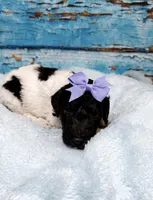 Briella, a female Poodle - Standard  for sale in Concord, NC – 2 of 3