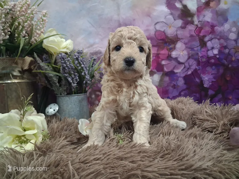 Creed – Miniature Goldendoodle puppy for sale in Concord, NC