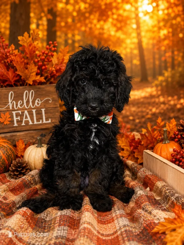 Allister – Poodle - Miniature  puppy for sale in Concord, NC