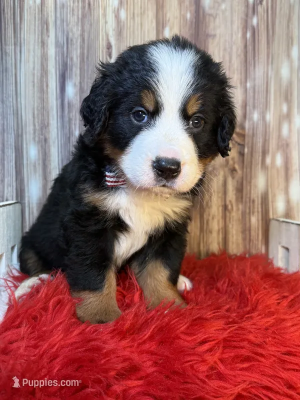 Valen – Bernese Mountain Dog puppy for sale in Concord, NC