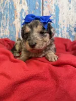 Sevyn, a female Shepadoodle for sale in Concord, NC – 2 of 4