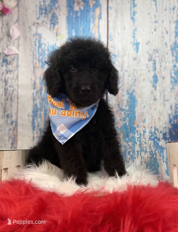 Ralph – Miniature Bernedoodle puppy for sale in Concord, NC