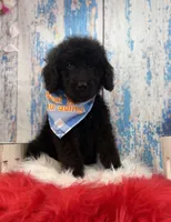Ralph, a male Miniature Bernedoodle for sale in Concord, NC – 1 of 7