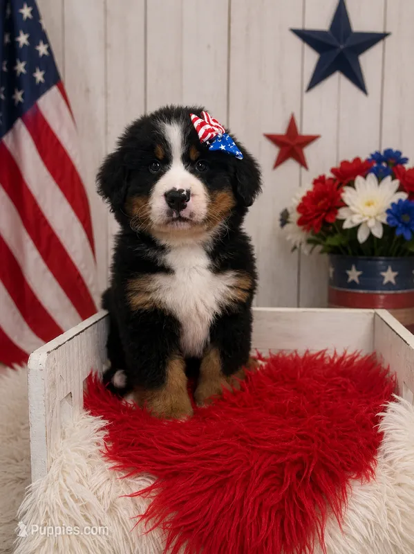 Vieanna – Bernese Mountain Dog puppy for sale in Concord, NC