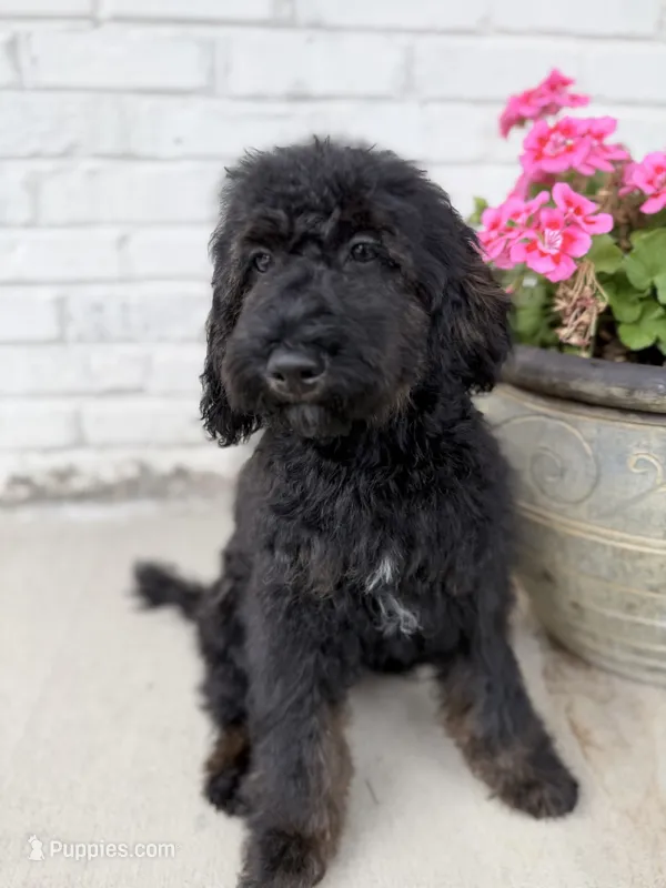 Allister – Poodle - Miniature  puppy for sale in Concord, NC