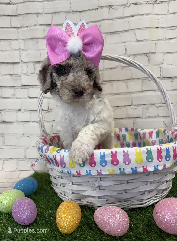 Nellie – Shepadoodle puppy for sale in Concord, NC