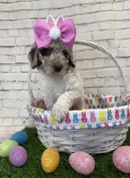 Nellie, a female Shepadoodle for sale in Concord, NC – Photo 1 of 4