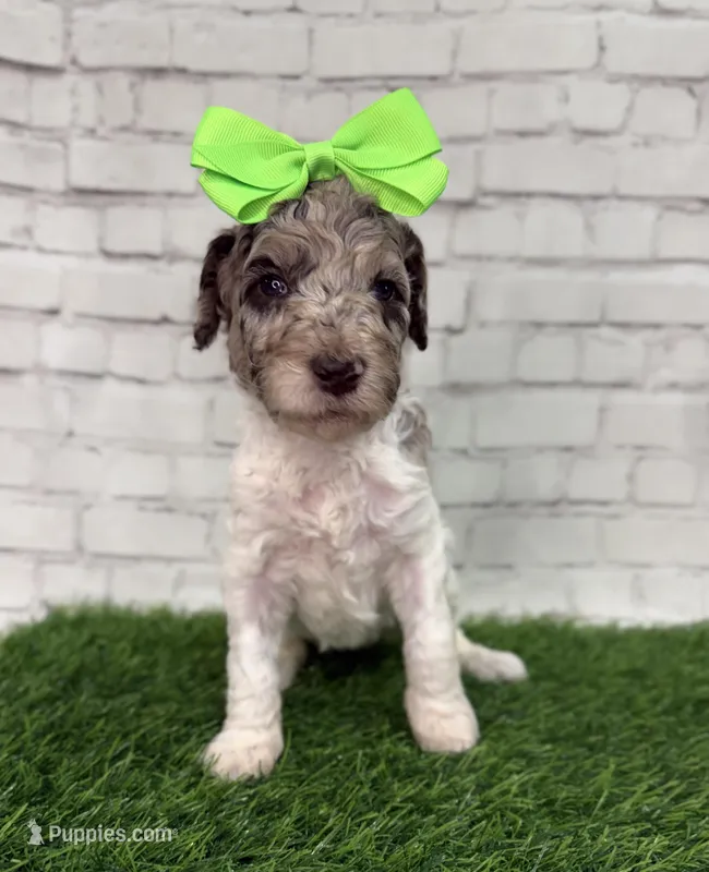 Nellie – Shepadoodle puppy for sale in Concord, NC