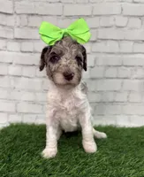 Nellie, a female Shepadoodle for sale in Concord, NC – Photo 2 of 4