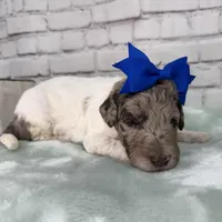 Nellie, a female Shepadoodle for sale in Concord, NC – Photo 4 of 4