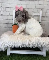 Nellie, a female Shepadoodle for sale in Concord, NC – Photo 3 of 4