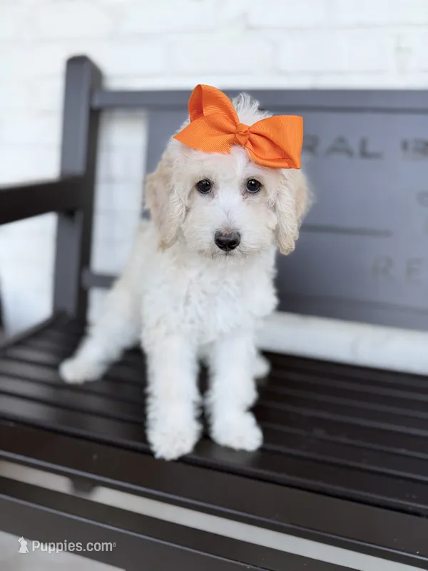 Clarissa – Miniature Goldendoodle puppy for sale in Concord, NC