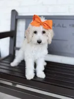 Clarissa, a female Miniature Goldendoodle for sale in Concord, NC – 1 of 7
