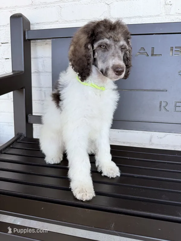 Blossom – Poodle - Standard  puppy for sale in Concord, NC