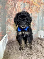 Adyen, a male Poodle - Miniature  for sale in Concord, NC – 2 of 5