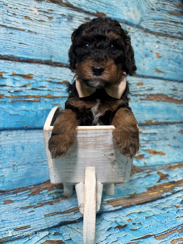 Arik – Poodle - Miniature  puppy for sale in Concord, NC