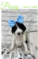 Posey, a female Shepadoodle for sale in Concord, NC – 2 of 3