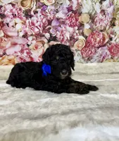 Adyen, a male Poodle - Miniature  for sale in Concord, NC – 2 of 2