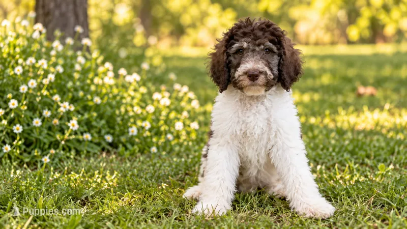 Blossom – Poodle - Standard  puppy for sale in Concord, NC
