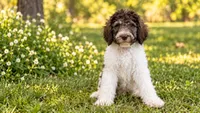 Blossom, a female Poodle - Standard  for sale in Concord, NC – 1 of 4