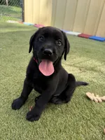 Moses, a male Labrador Retriever for sale in Concord, NC – 1 of 6