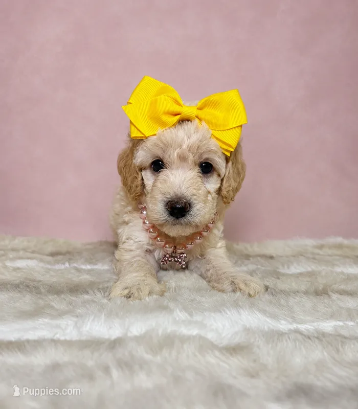 Clarissa – Miniature Goldendoodle puppy for sale in Concord, NC