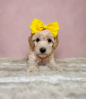 Clarissa, a female Miniature Goldendoodle for sale in Concord, NC – 1 of 3