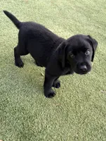 Noah, a male Labrador Retriever for sale in Concord, NC – 4 of 7