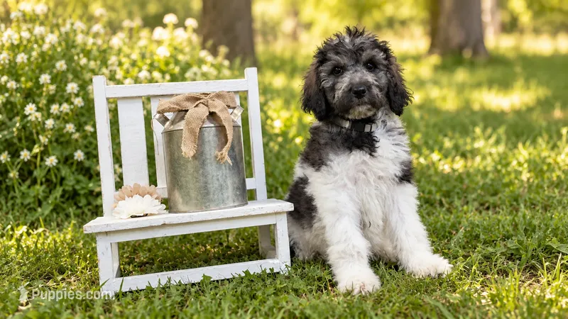 Brinn – Poodle - Standard  puppy for sale in Concord, NC