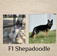 Sloane, a female Shepadoodle for sale in Concord, NC – 3 of 3