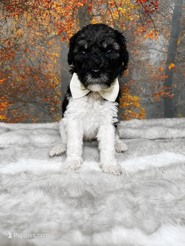 Bryson – Poodle - Standard  puppy for sale in Concord, NC