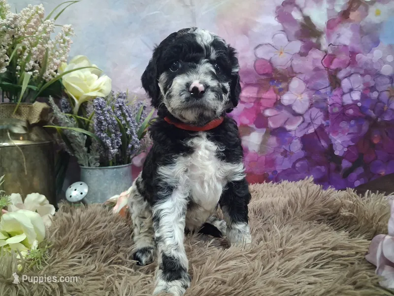 Corinne – Miniature Goldendoodle puppy for sale in Concord, NC