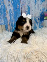 Velma, a female Bernese Mountain Dog for sale in Concord, NC – 2 of 3