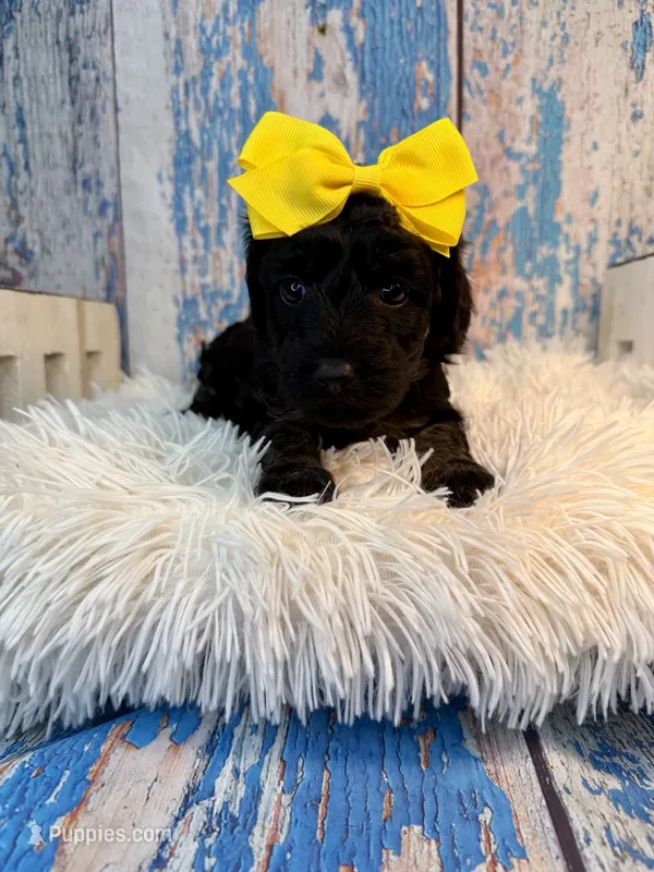 Teagan – Poodle - Miniature , Shepadoodle puppy for sale in Concord, NC