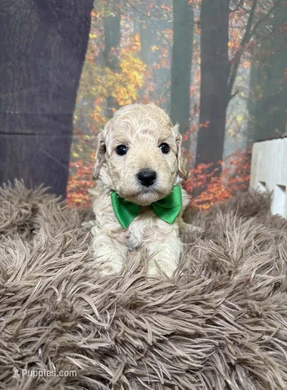 Creed – Miniature Goldendoodle puppy for sale in Concord, NC