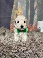 Creed, a male Miniature Goldendoodle for sale in Concord, NC – 1 of 2