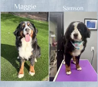 Velma, a female Bernese Mountain Dog for sale in Concord, NC – 3 of 3
