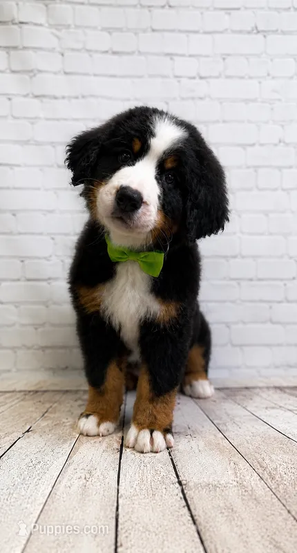 Valen – Bernese Mountain Dog puppy for sale in Concord, NC