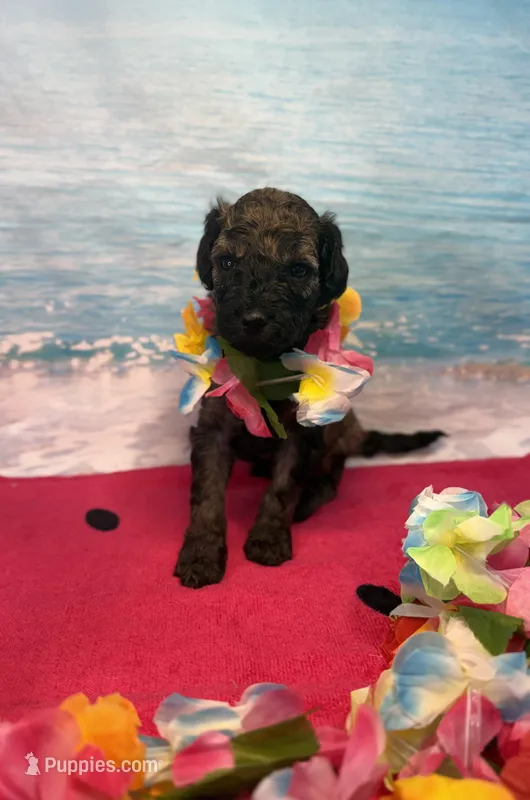Rosa – Miniature Bernedoodle puppy for sale in Concord, NC