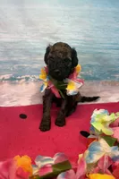 Rosa, a female Miniature Bernedoodle for sale in Concord, NC – 4 of 7