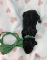 Thatcher, a male Poodle - Miniature  and Shepadoodle for sale in Concord, NC – 2 of 3
