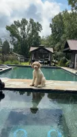 Clover, a female Shepadoodle for sale in Concord, NC – 3 of 3